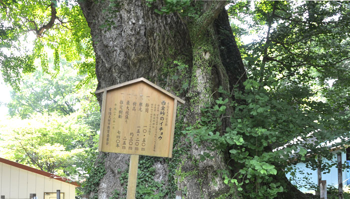 天然記念物「イチョウの木」