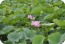親沢池親水公園のハスの花